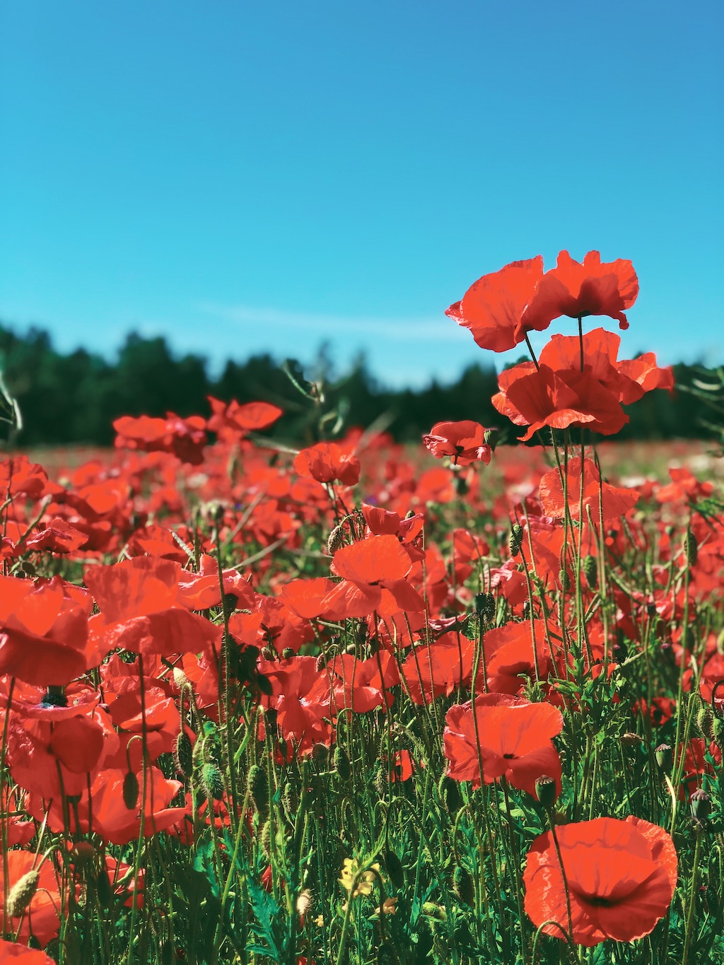 A field of poppies by the Marimetsa nature park