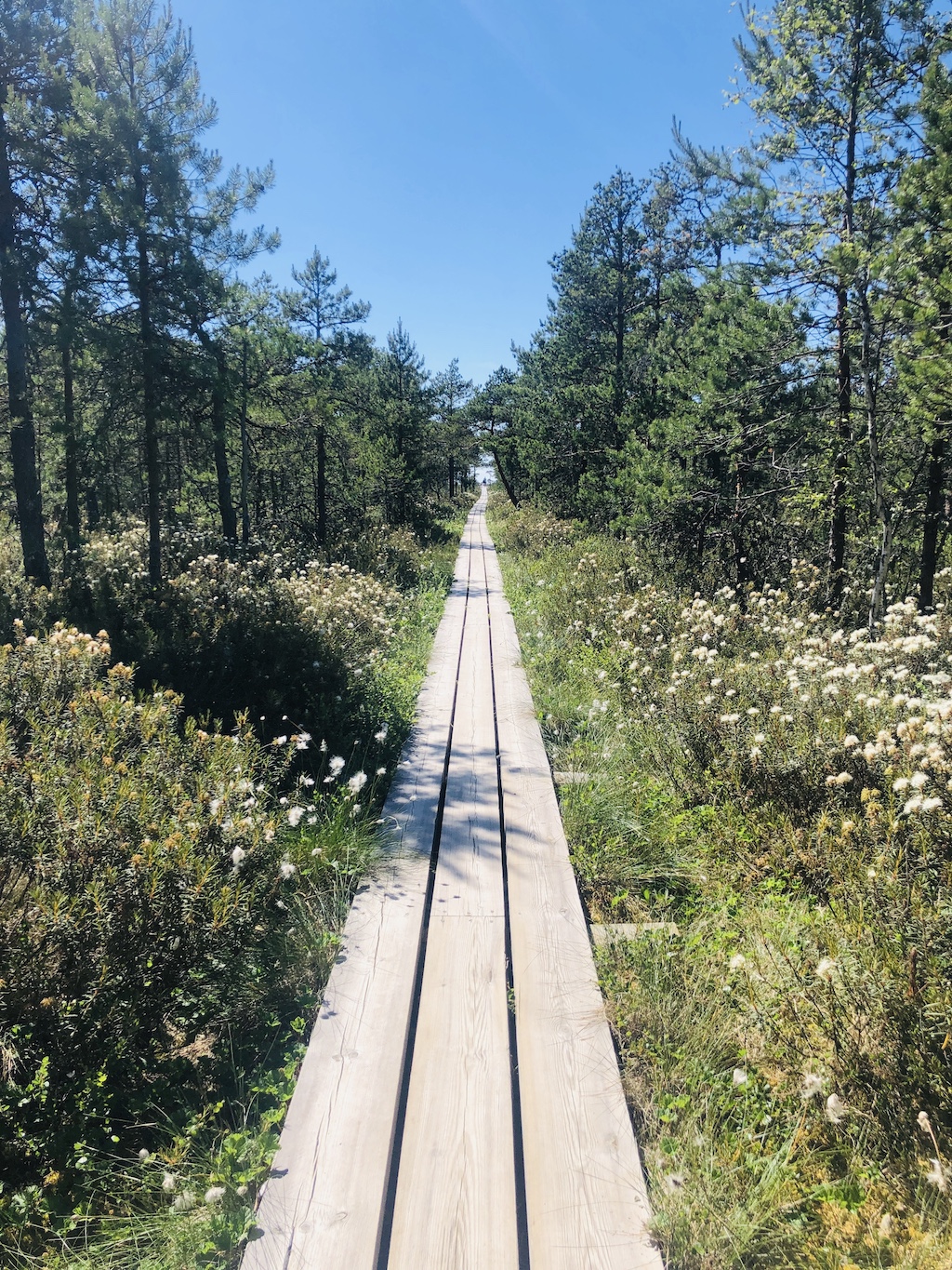 Marimetsa bog, visit Estonia