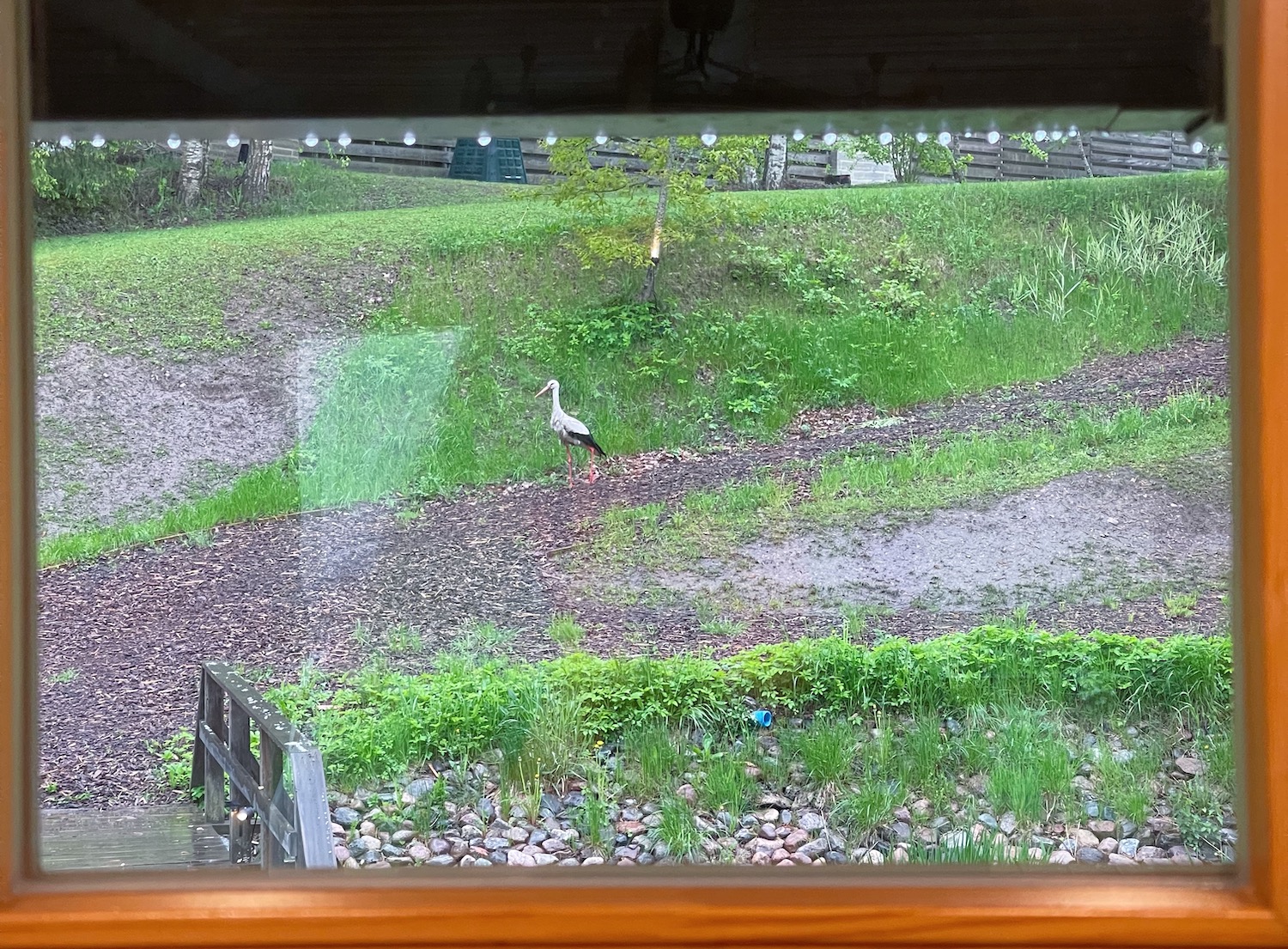 Stork by the Estonian vacation home, Eesti Paigad